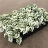 HYPOESTES 9 CM VIT 1X12